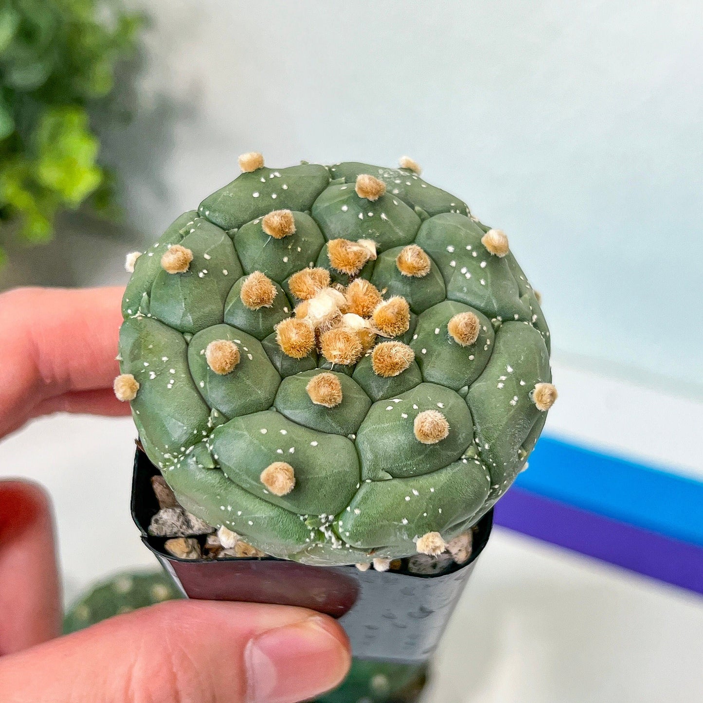 Kikko Astrophytum Cactus | Very Rare From Japan | succulent | In 2Inch planter