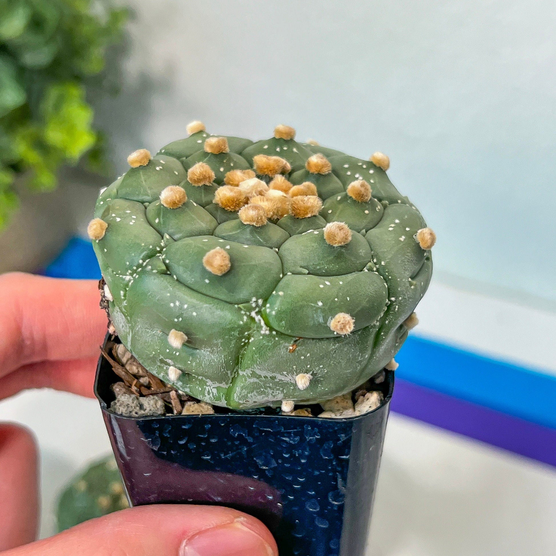 Kikko Astrophytum Cactus | Very Rare From Japan | succulent | In 2Inch planter