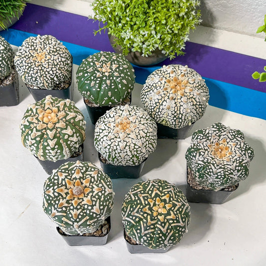 V-type Astro Cactus (#Ta17~32) | Very Rare From Japan | succulent Cactus | 2.4~2.7+ Inch