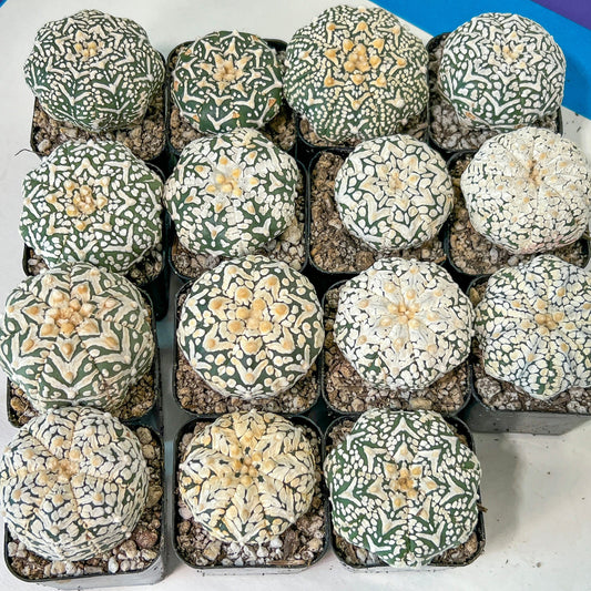 V-type Cactus Astro (#TD16~30) | Rare From Japan | succulent Cactus | In 2Inch Planter