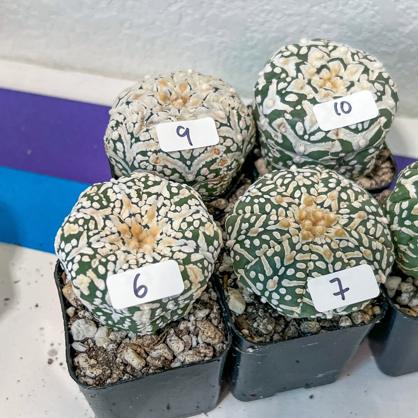 V-type Cactus Astro (#TD1~15) | Rare From Japan | succulent Cactus | 2Inch Planter