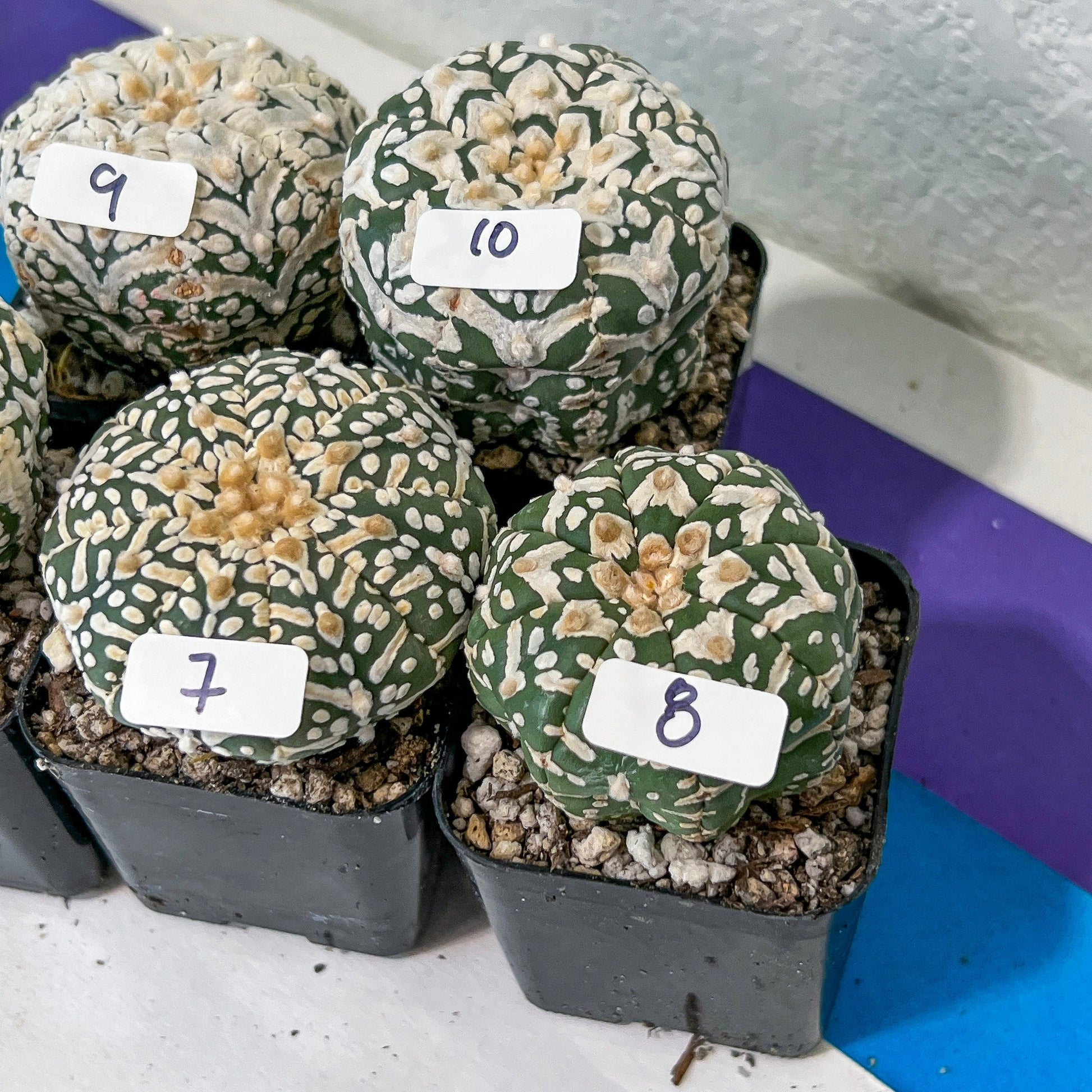 V-type Cactus Astro (#TD1~15) | Rare From Japan | succulent Cactus | 2Inch Planter