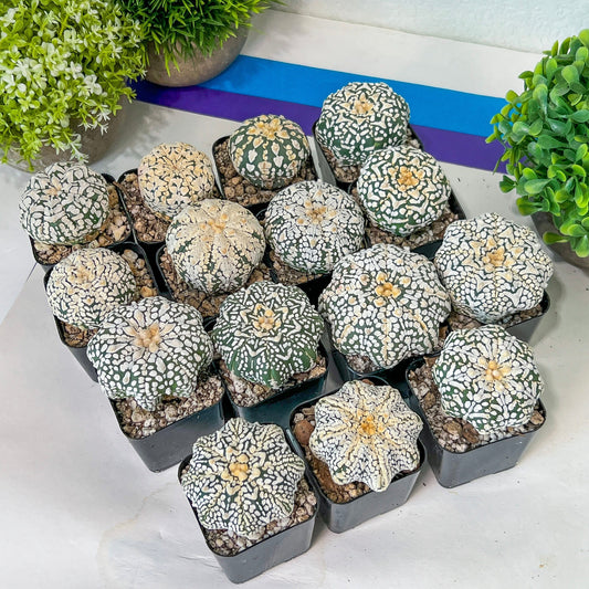 V-type Cactus Astro (#Te16~30) | Rare From Japan | succulent Cactus | In 2Inch Planter