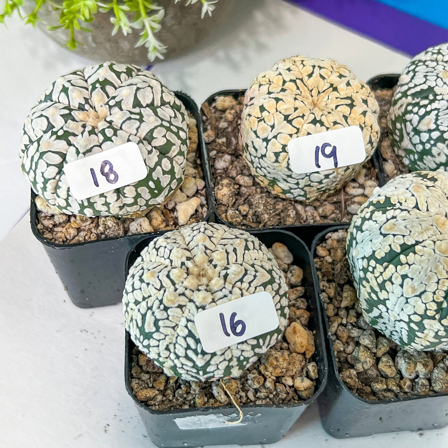 V-type Cactus Astro (#Te16~30) | Rare From Japan | succulent Cactus | In 2Inch Planter