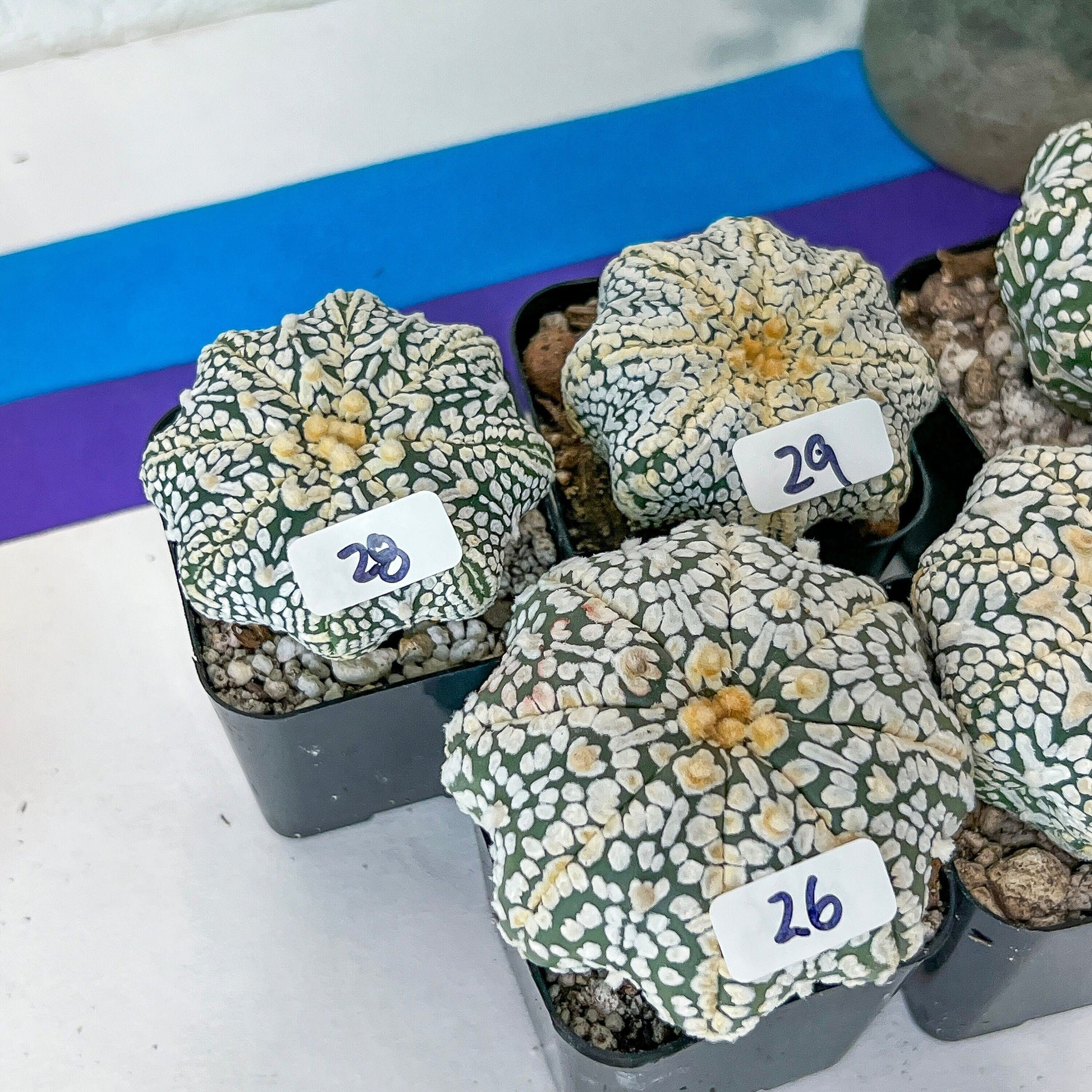 V-type Cactus Astro (#Te16~30) | Rare From Japan | succulent Cactus | In 2Inch Planter