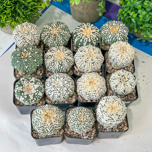 V-type Cactus Astro (#TD31~45) | Rare From Japan | Myriostigma succulent| In 2Inch Planter