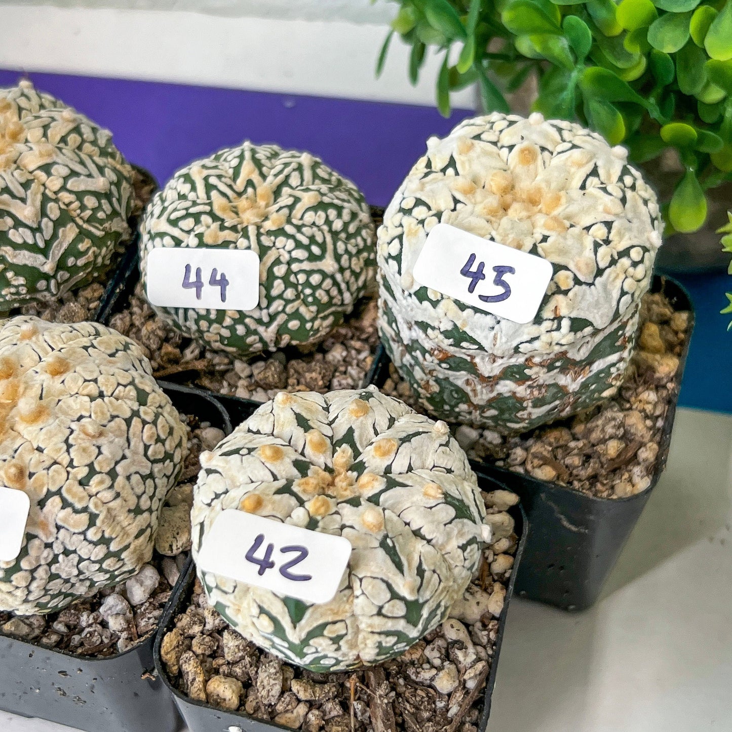 V-type Cactus Astro (#TD31~45) | Rare From Japan | Myriostigma succulent| In 2Inch Planter