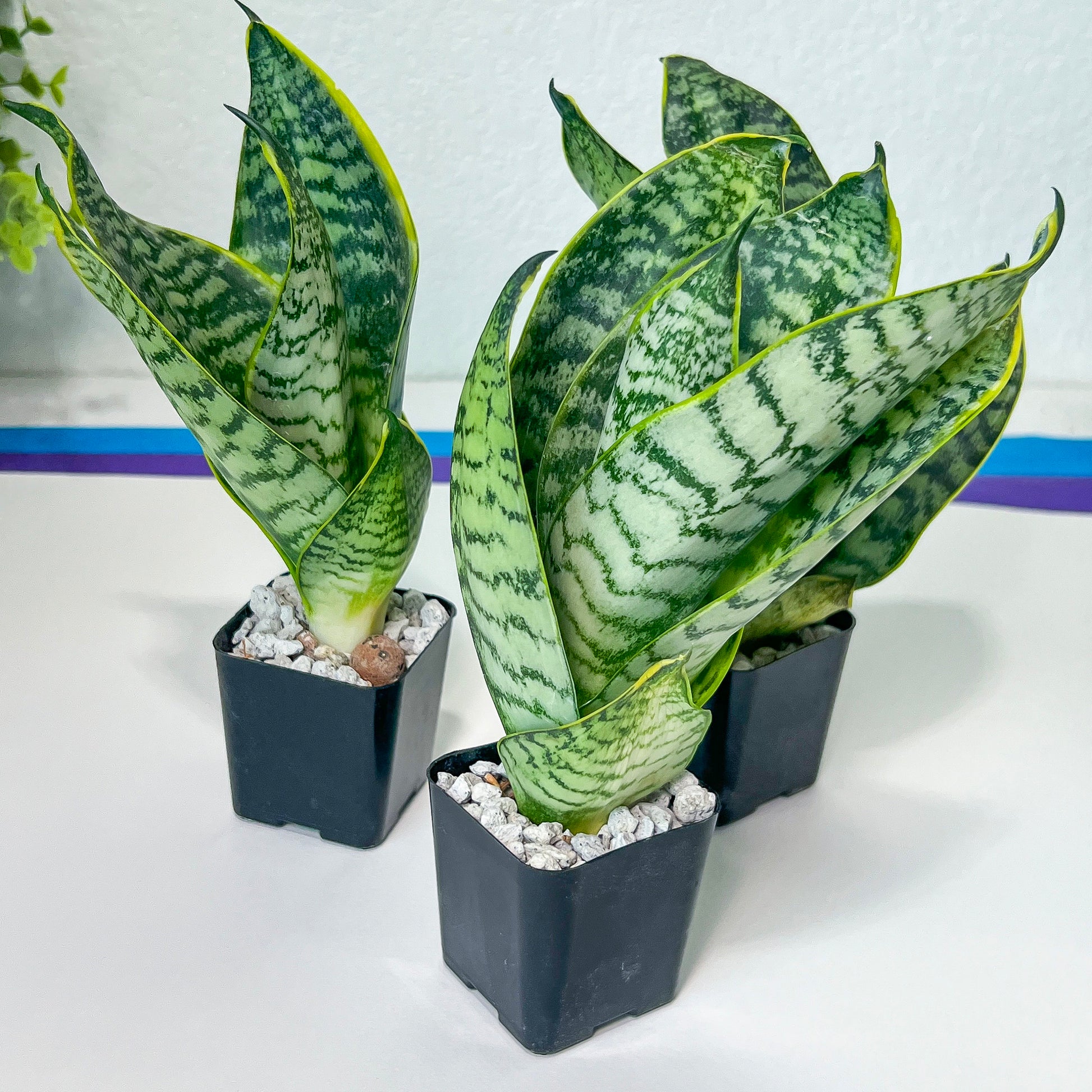 Sansevieria Hahnii Gilt Edge (#RA3) | Snake Plant | Imported Plants | 2" Planter