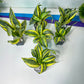 Sansevieria Trifasciata Japanese Twister (#RA5) | Imported Plants | 2" Planter