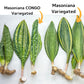 Sansevieria Masoniana Variegated (#MD1~6) | Rare House Plants | 6" Pots | 10~12Inch