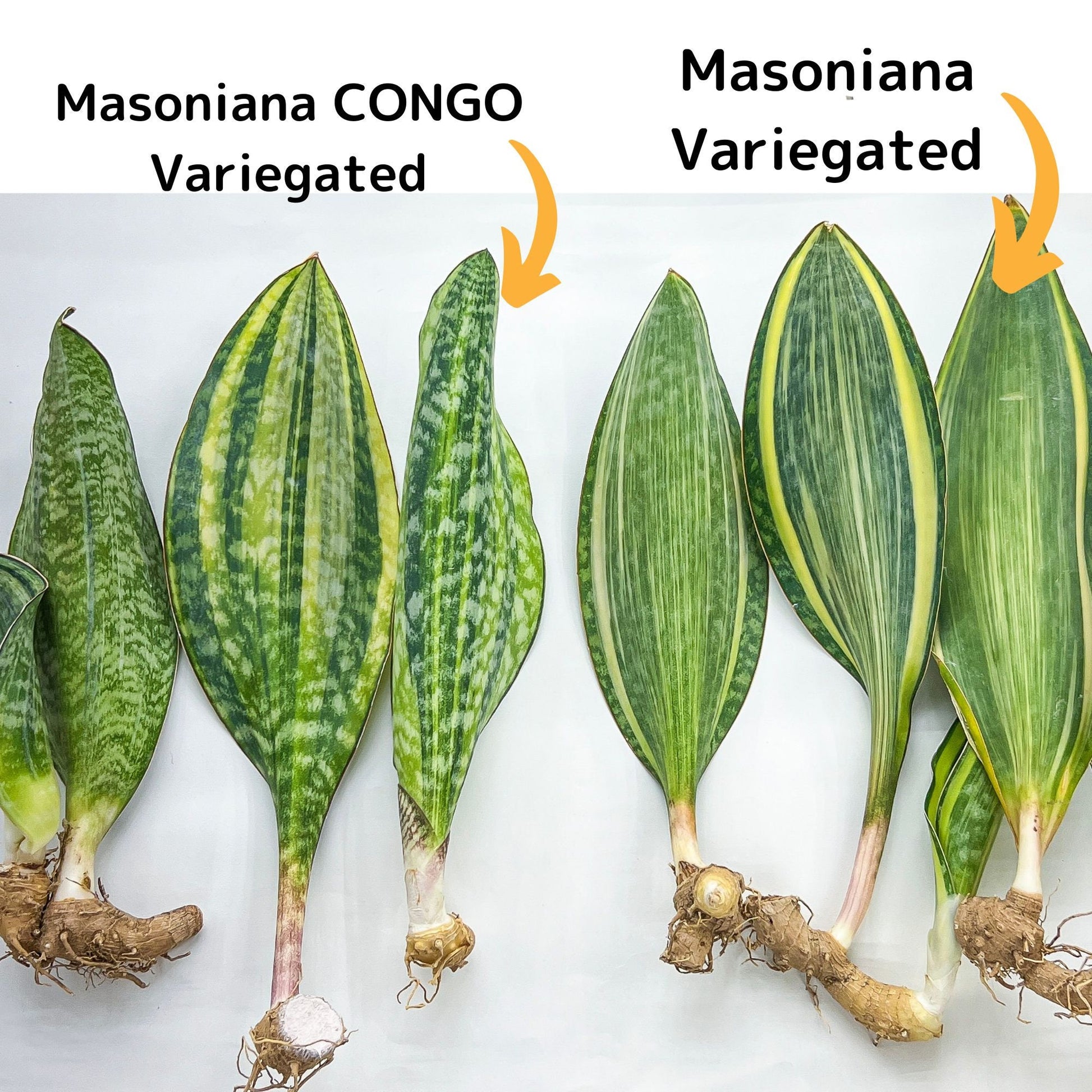 Sansevieria Masoniana Variegated | Imported Plants | Choose Your Own