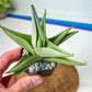 Sanseviera Milano (#RA1) | Imported House Plants | Indoor Snake plant
