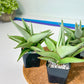 Sanseviera Milano (#RA1) | Imported House Plants | Indoor Snake plant