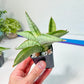 Sansevieria White Rhino (#RA2) | Imported House Plants | Indoor Snake plant