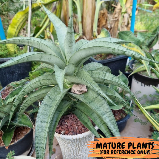 Sansevieria Dancing Lady (#A1) | Imported House Plants