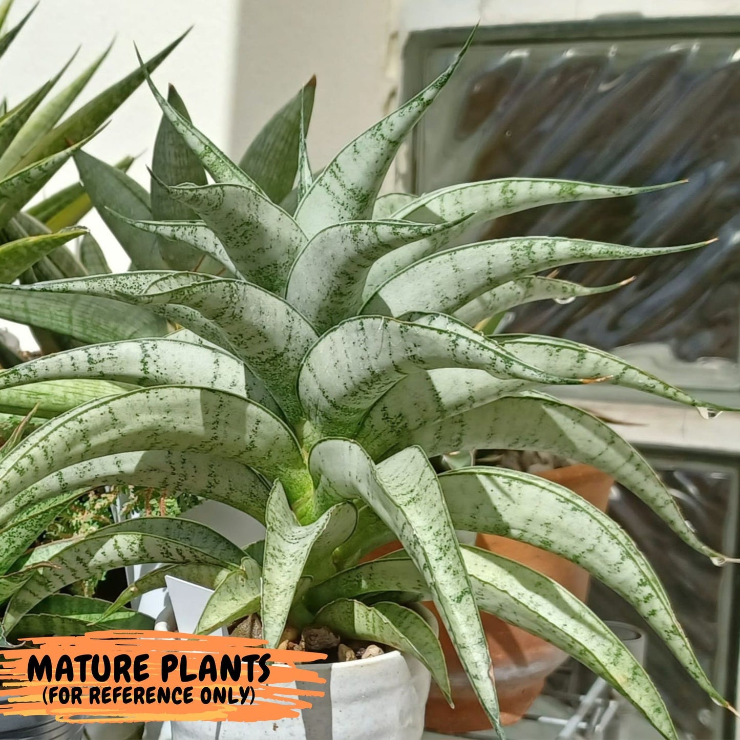 Sansevieria Dancing Lady (#RA4) | Imported House Plants | 2" pot