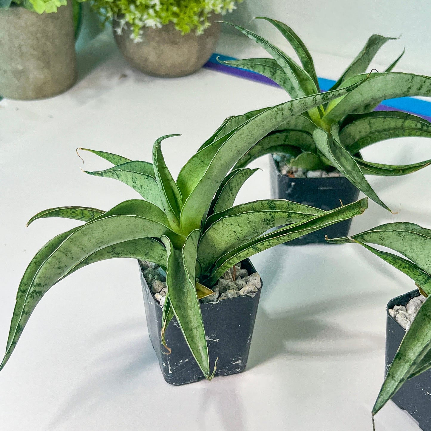 Sansevieria Dancing Lady (#RA4) | Imported House Plants | 2" pot