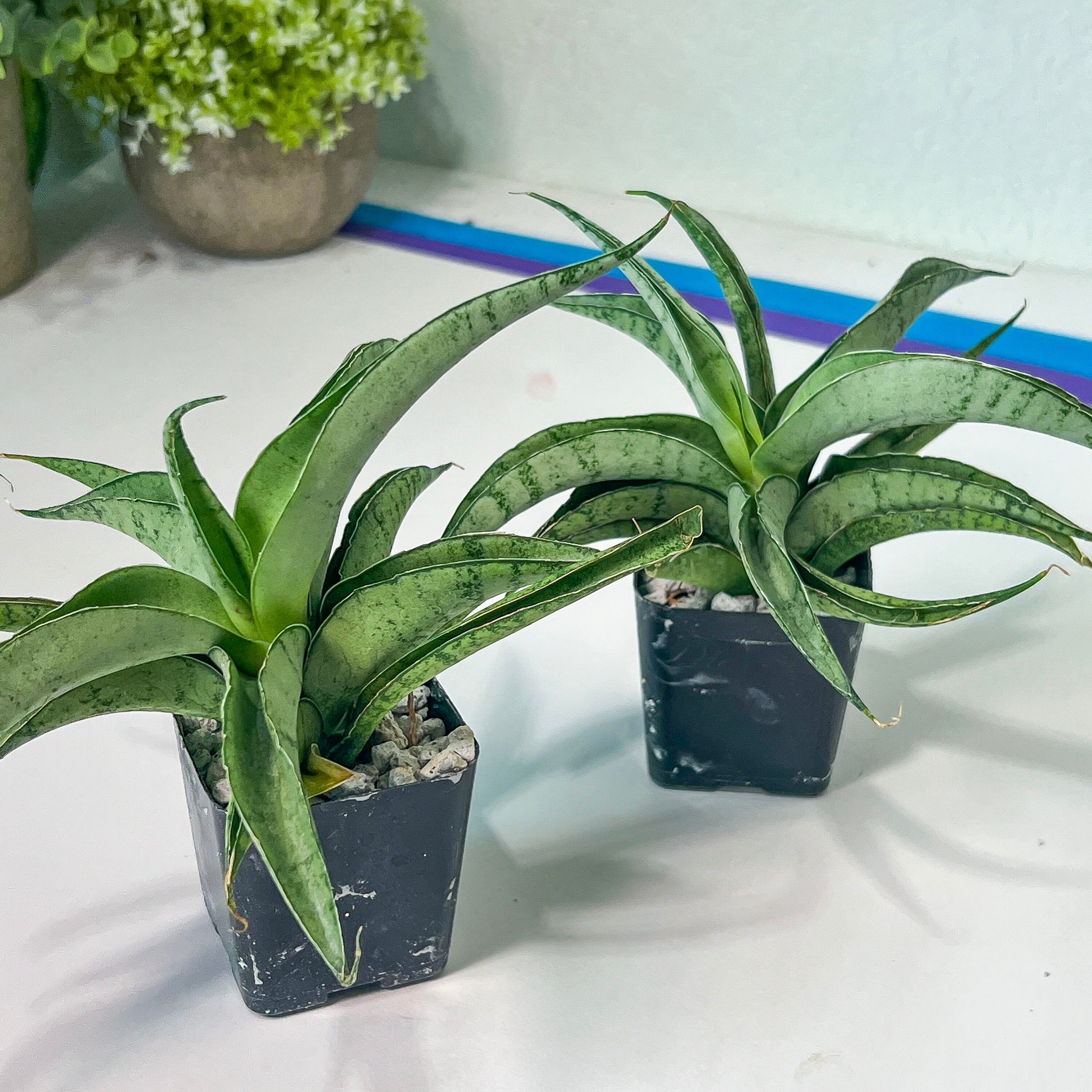 Sansevieria Dancing Lady (#RA4) | Imported House Plants | 2" pot