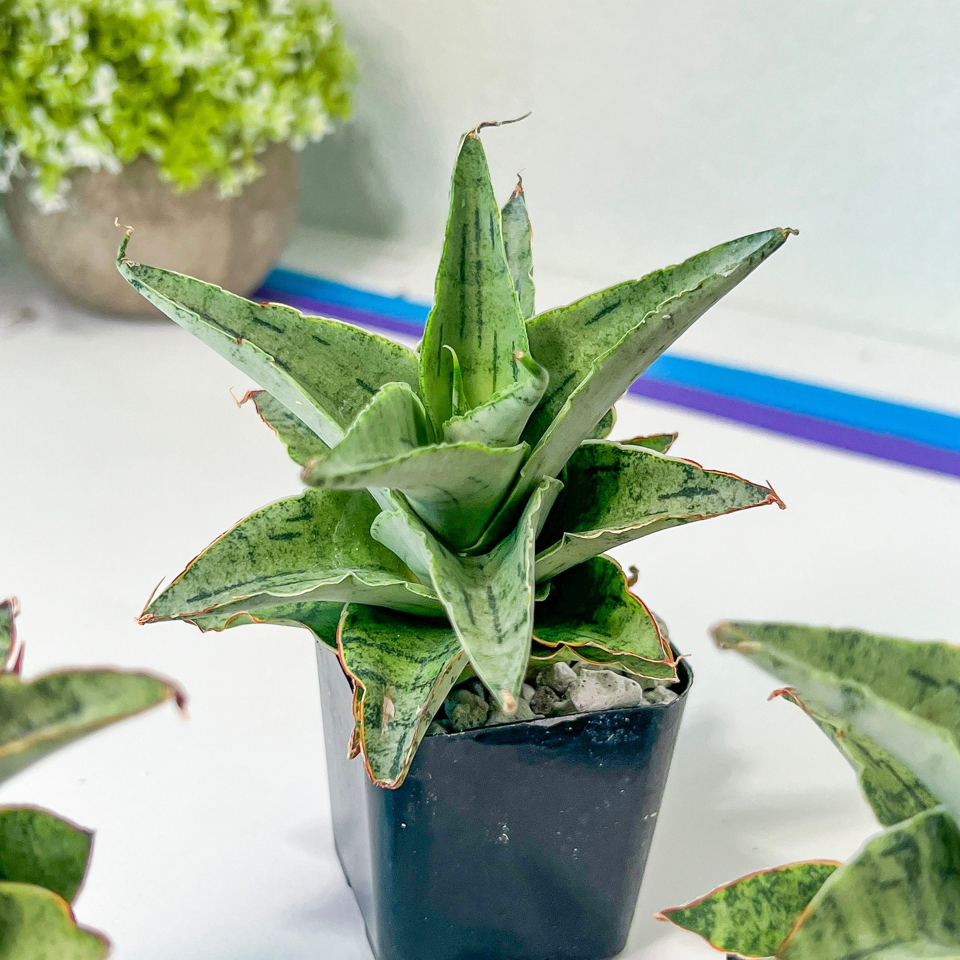 Sansevieria Snow Flake (#RA24) | Imported House Plants | Indoor Snake plant
