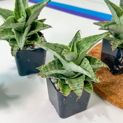 Sansevieria Snow Flake (#RA2) | Imported Plants | Rare Hybrid Species