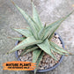 Sansevieria Snow Flake (#RA2) | Imported Plants | Rare Hybrid Species