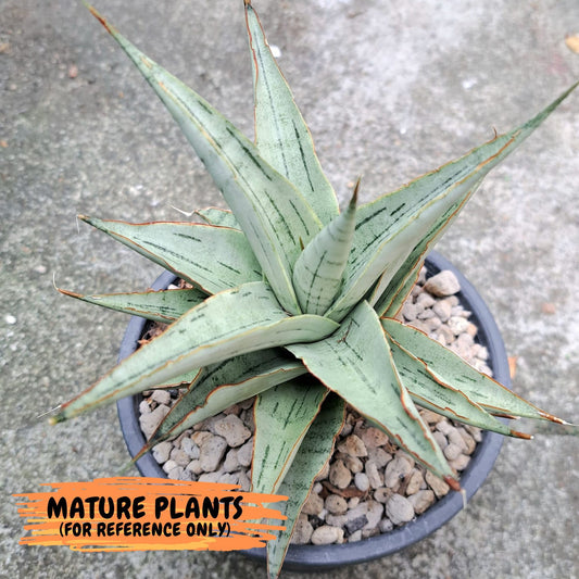 Sansevieria Snow Flake (#RA2) | Imported Plants | Rare Hybrid Species