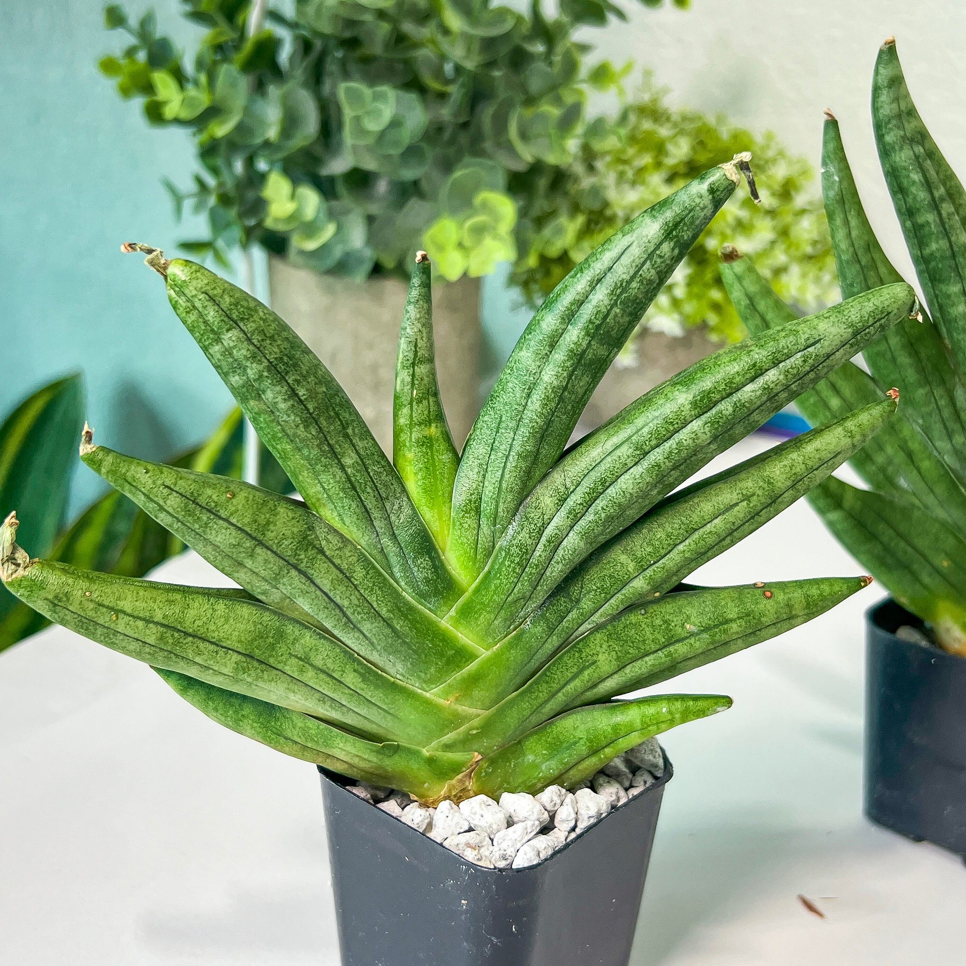 Sansevieria Chojai (#RA6) | Imported Snake plant | Succulents | 2" Pot