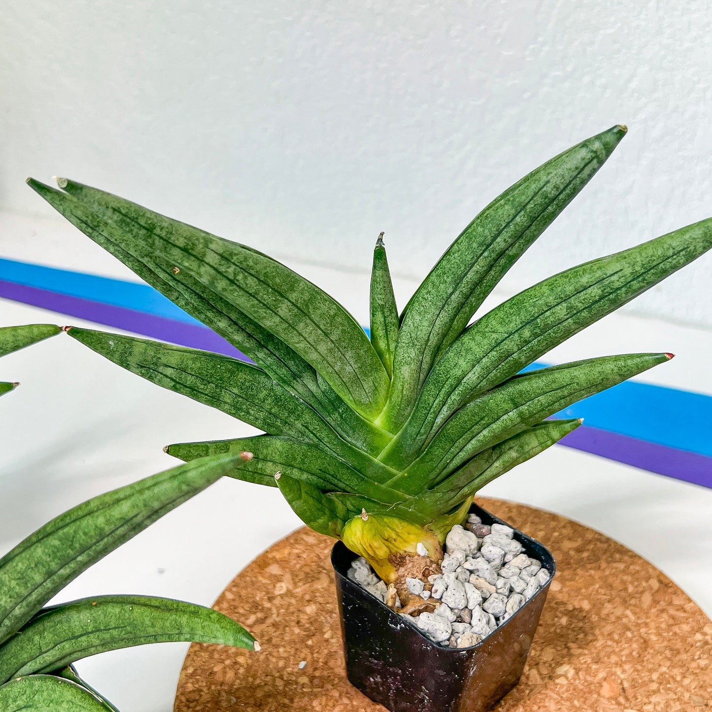 Sansevieria Chojai (#RA6) | Imported Snake plant | Succulents | 2" Pot