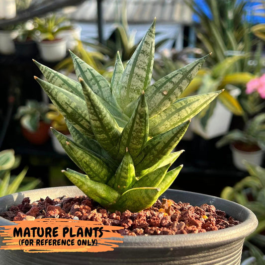 Sansevieria Ming Manee Cluster (#RA9) | Imported Snake plant | 2" Pot | Cactus