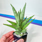 Sansevieria RockMan (#RA8) | Imported Snake plant