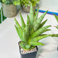 Sansevieria RockMan (#RA8) | Imported Snake plant