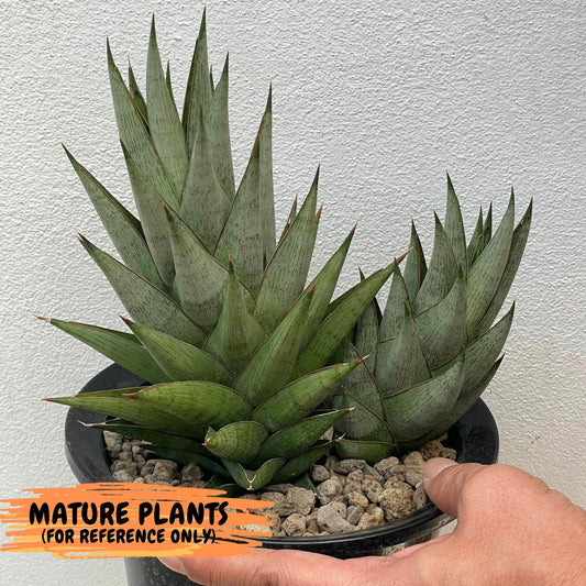 Sansevieria Ming Manee Cluster (#RA8) | Imported Snake plant | 2" Pot | Cactus