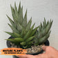 Sansevieria RockMan (#RA8) | Unlock the Secrets of Rare Flora | 2" Pot