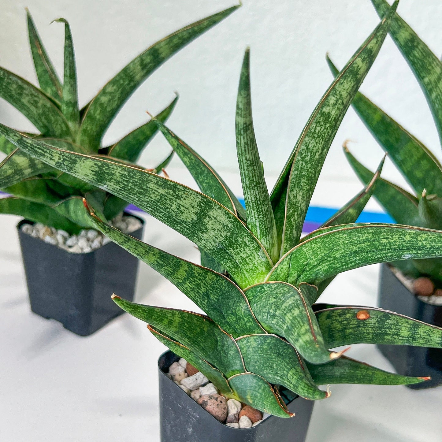 Sansevieria Plobo (#RA11) | Imported Snake plant | 2" Pot | Succulents