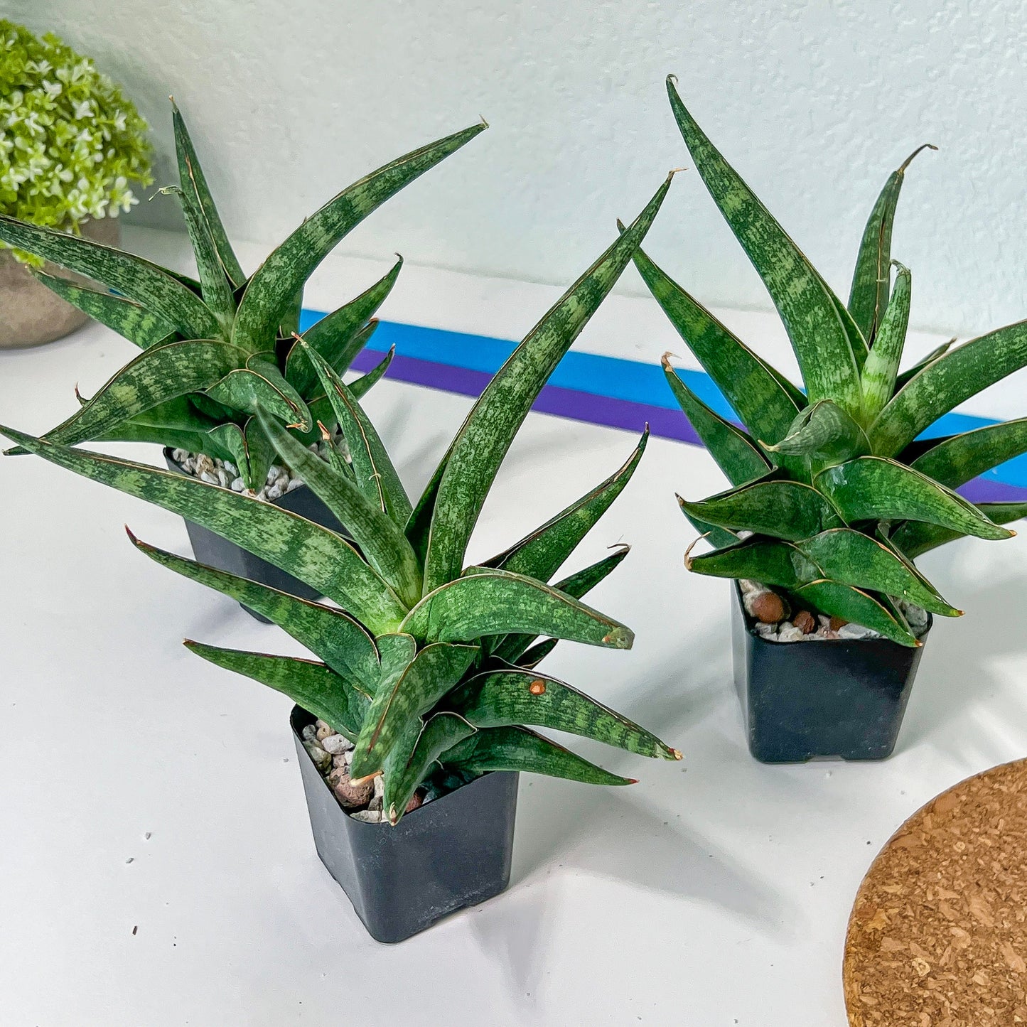 Sansevieria Plobo (#RA11) | Imported Snake plant | 2" Pot | Succulents