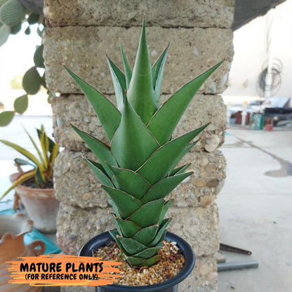 Sansevieria Tower Blue (ca1) (r) | Hybrid