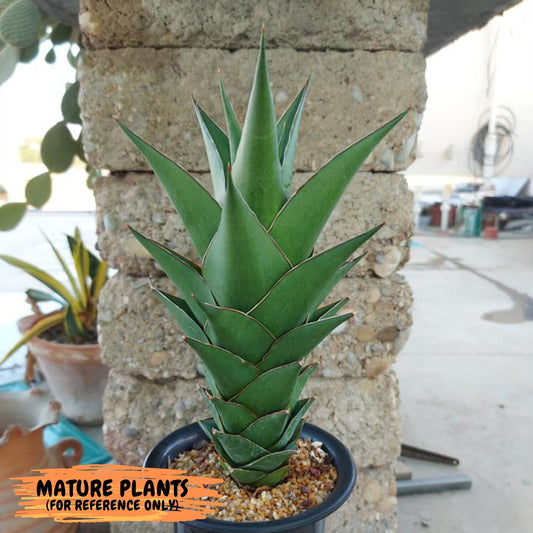 Sansevieria Tower Blue (ca2) (12) | Rare Plant