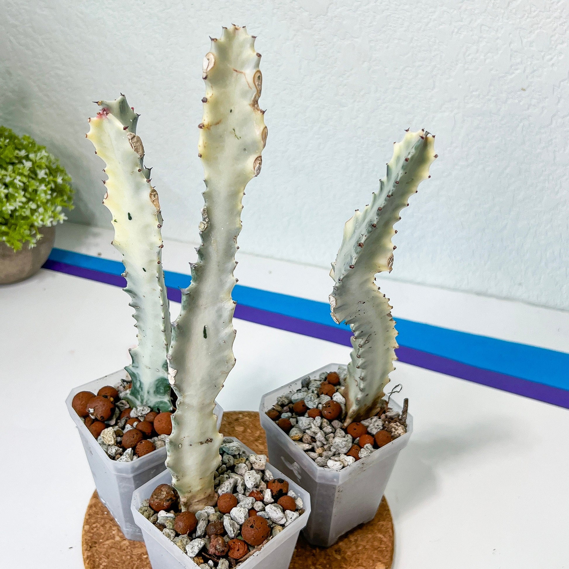 Ghost cactus (#M4) | White variegated Euphorb lactea | Indoor Plants