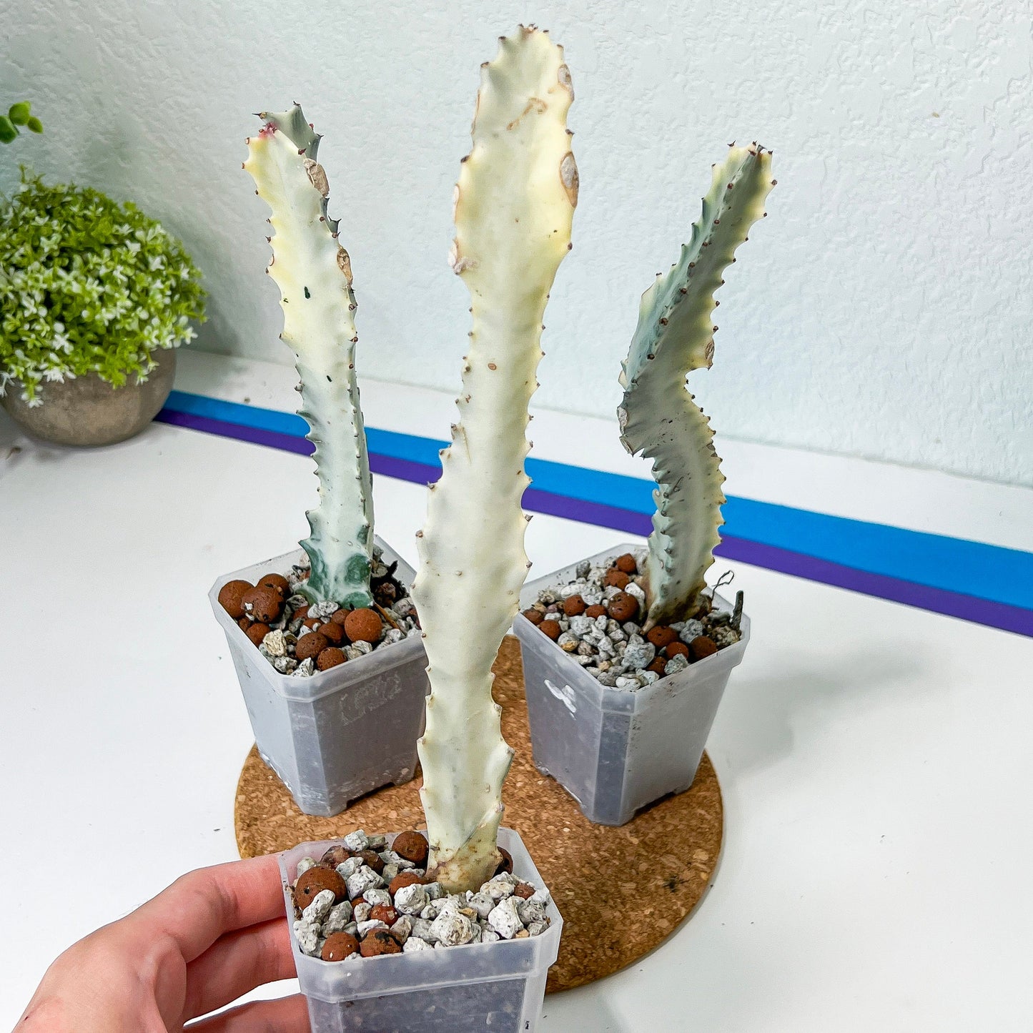 Ghost cactus (#M4) | White variegated Euphorb lactea | Indoor Plants