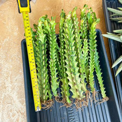 Trigona Variegated | African Milk Tree Plant | 1Pot/ 4 Plants