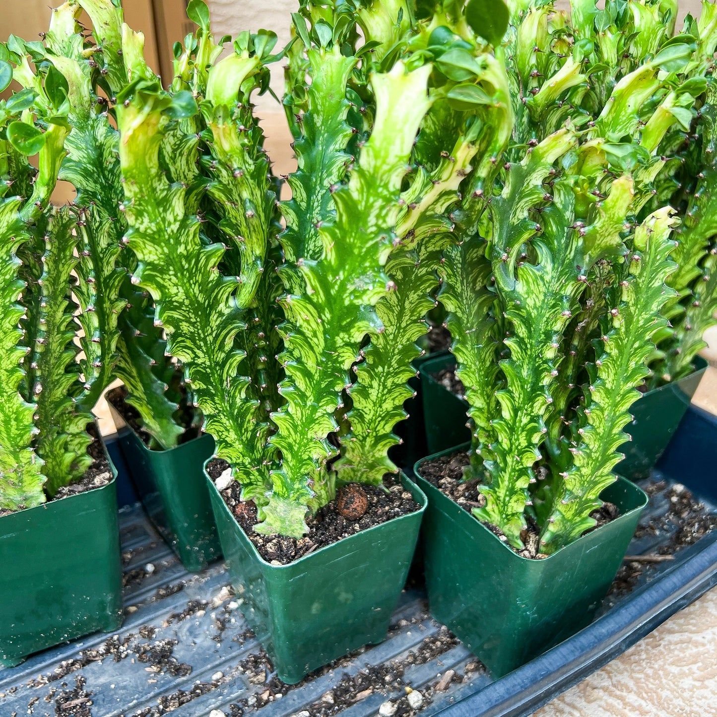 Trigona Variegated | African Milk Tree Plant | 1Pot/ 4 Plants