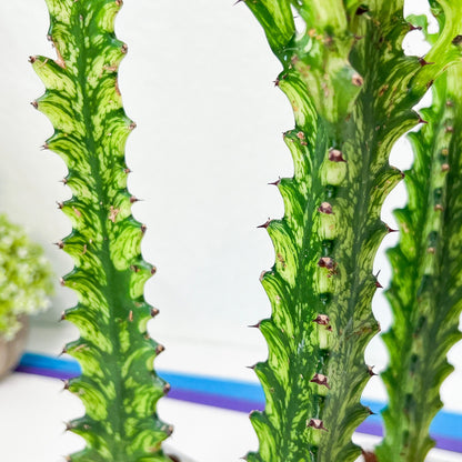 Trigona Variegated | African Milk Tree Plant | 1Pot/ 4 Plants