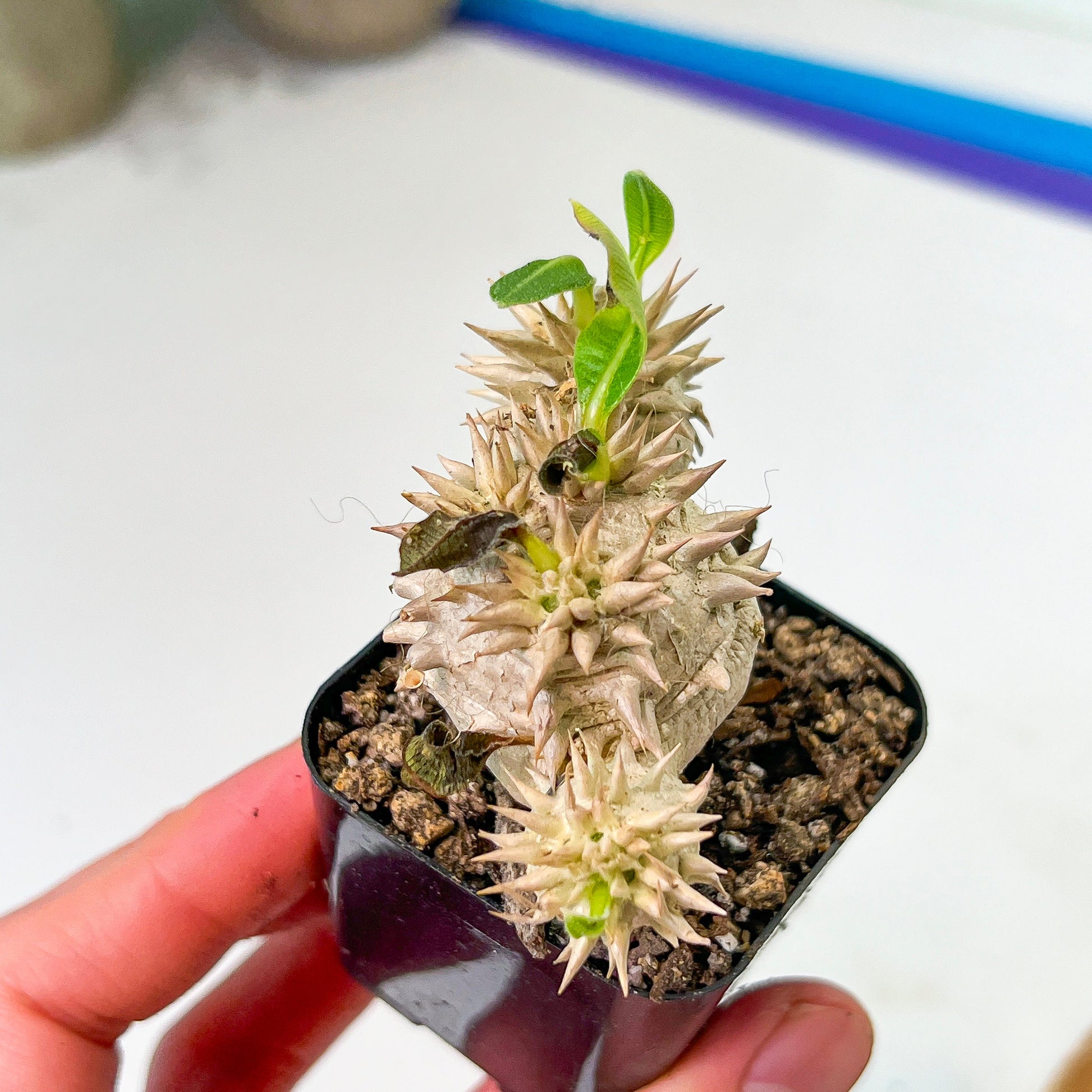 Bevicaule Baker (#M44) | Madagascar | Rare Caudex Succulent