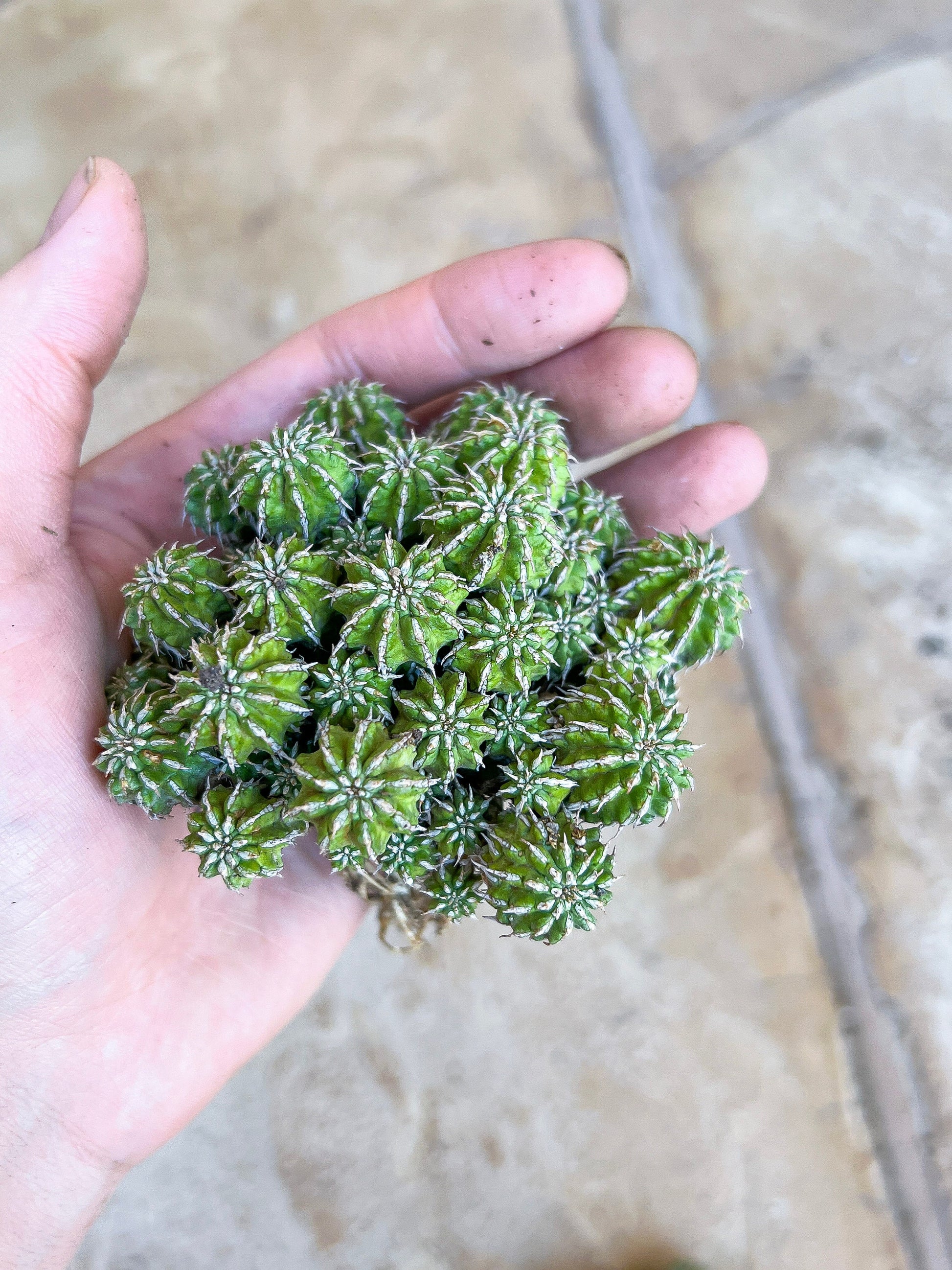 Sepulta Cluster Cactus (#M64) | Madagascar | 2.7" Planter