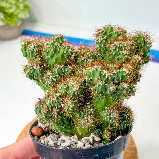 Cereus Pervanianus Monstrose (#A14) | Rare Cactus | Indoor Cactus | 3.5" Planter
