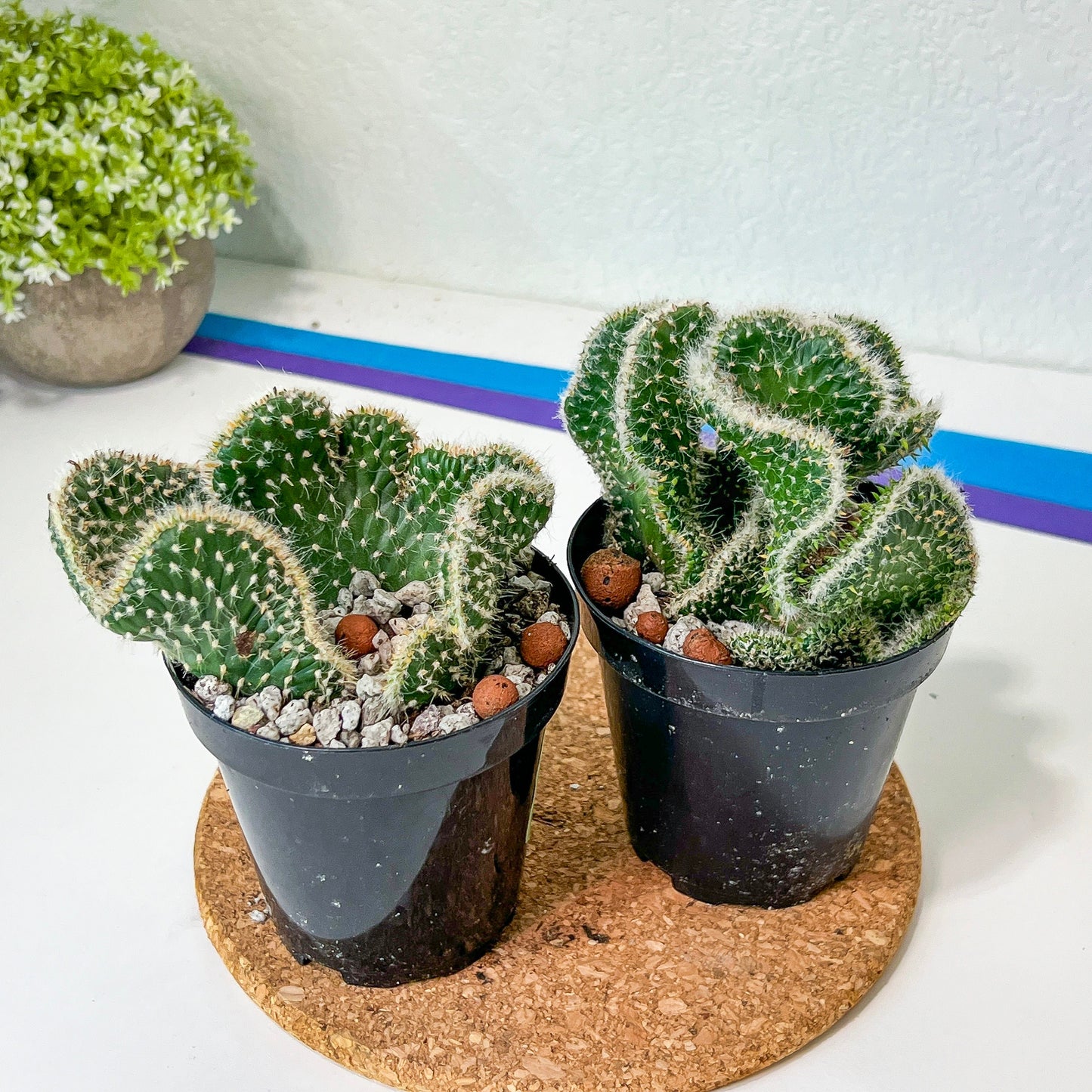 Cactus Subulata Cristata Snow Bridge (#A14) | Indoor Cactus | 3.5" Planter