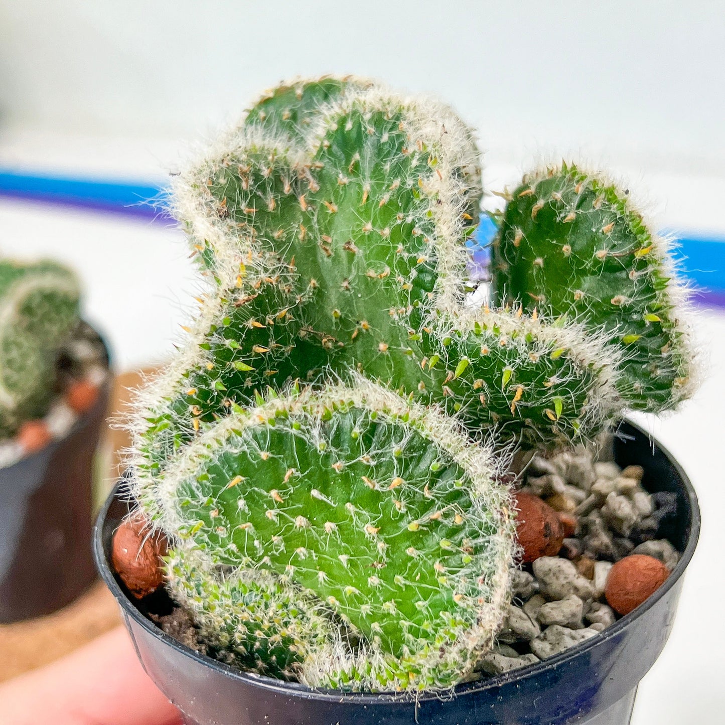 Cactus Subulata Cristata Snow Bridge (#A14) | Indoor Cactus | 3.5" Planter