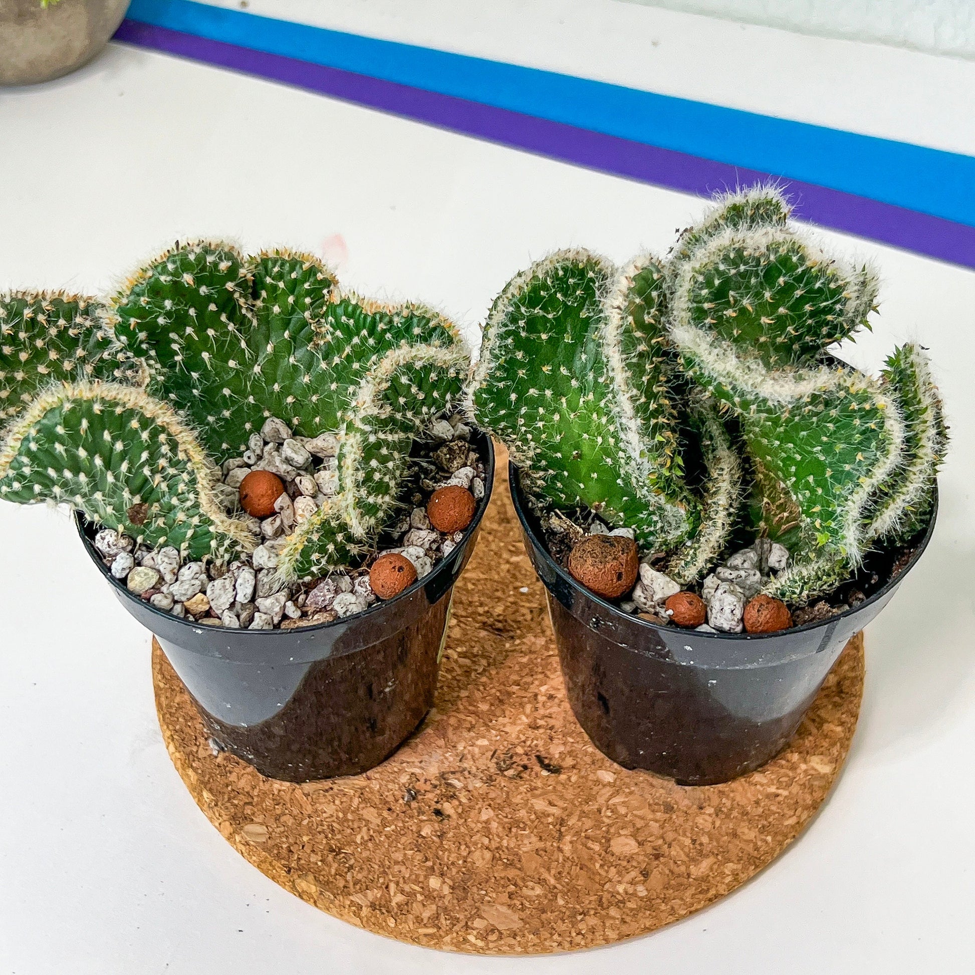 Cactus Subulata Cristata Snow Bridge (#A14) | Indoor Cactus | 3.5" Planter