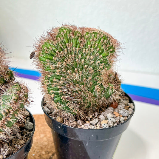 Stenocereus Hollianus Cristata (#A14) | Rare Cactus | Indoor Cactus | 3.5" Planter