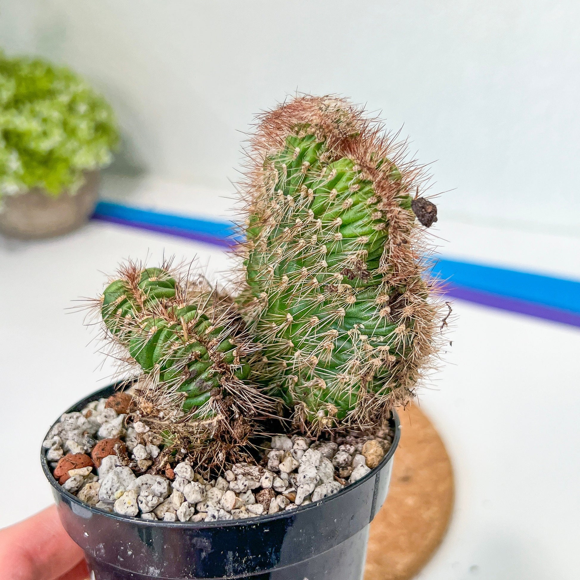 Stenocereus Hollianus Cristata (#A14) | Rare Cactus | Indoor Cactus | 3.5" Planter